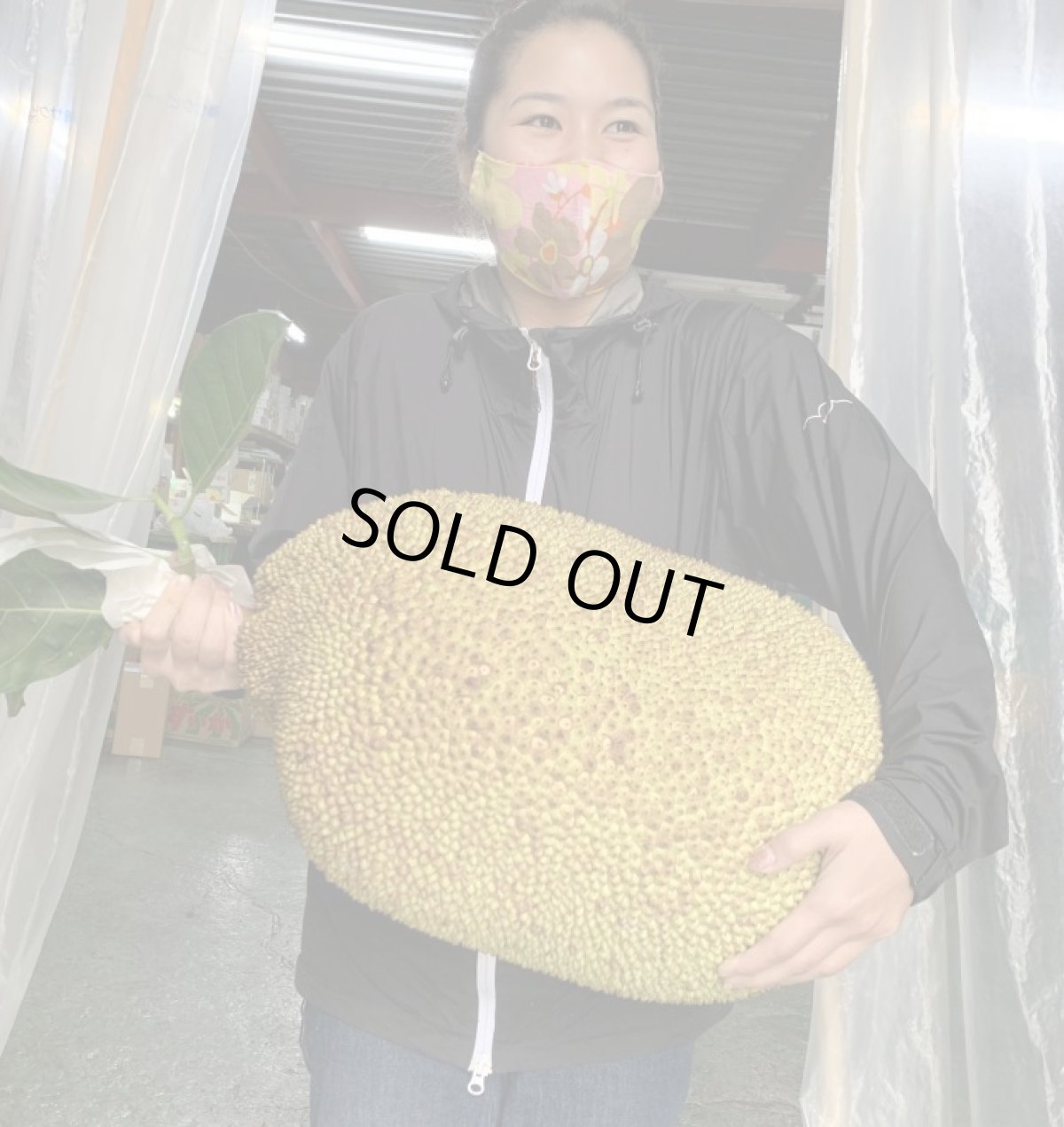 画像2: これは大きい、ジャックフルーツ、【パラミツ】１個約　約２０kg (2)