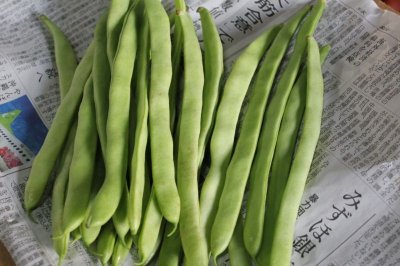 画像1: インゲン豆 ５００ｇ 大きいけど美味い ビックリジャンボ豆【発送時期11月〜4月】
