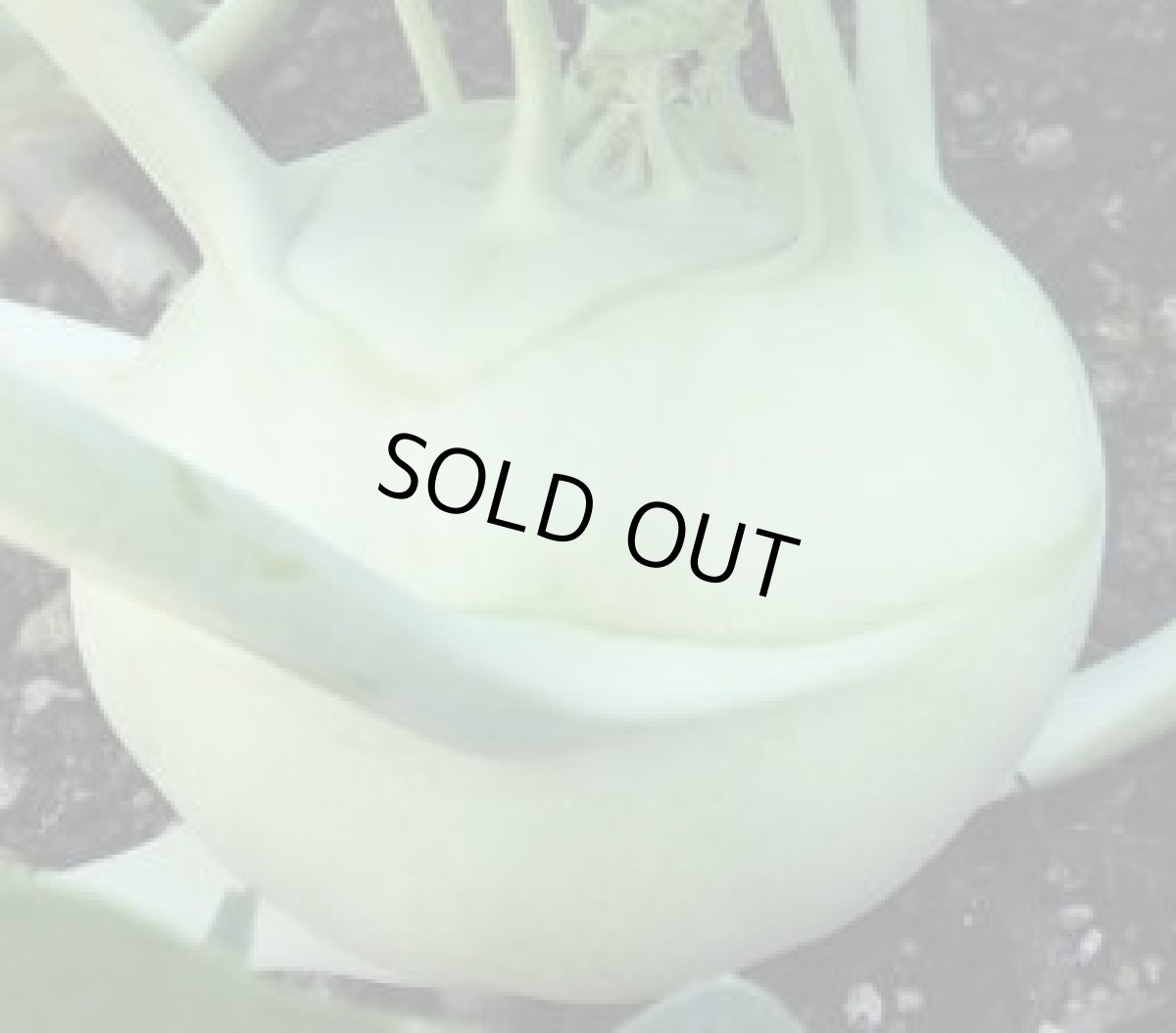 画像3: 沖縄県産　コールラビ　緑　約１kg（４〜６個） (3)