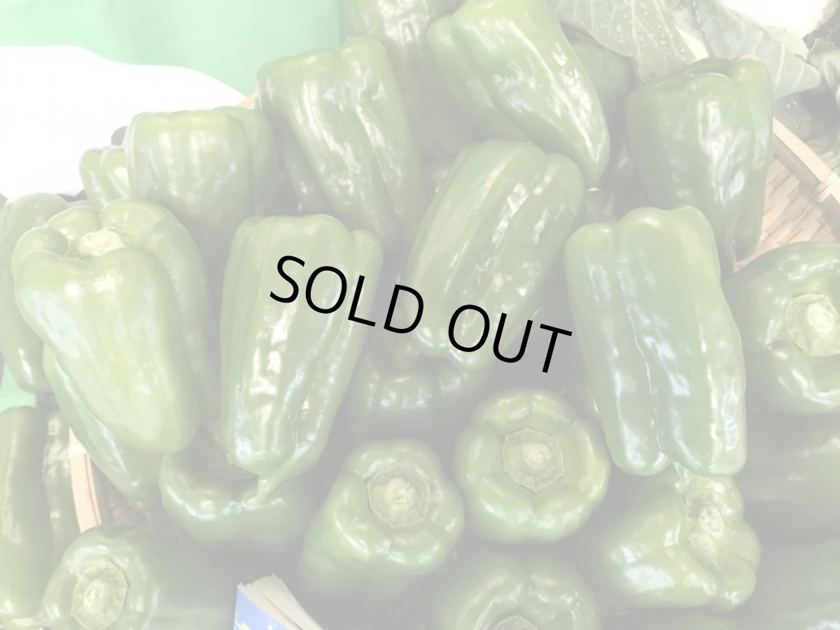 画像2: 自社農場栽培　「低農薬」沖縄県産　ピーマン　７ｋｇ　果肉が厚く甘いビックピーマン (2)