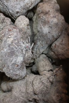 画像4: 沖縄産の山芋、自然薯　約２kg　 (4)
