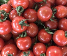画像1: 【沖縄のプチトマト今が旬】沖縄産ミニトマト１５０g×１０パック (1)