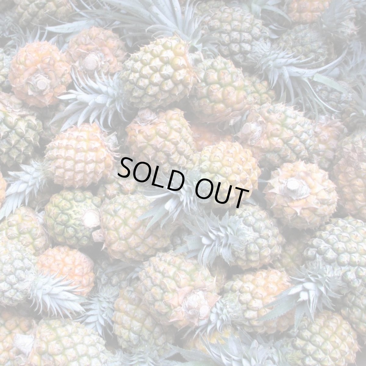 画像7: ＜旬の値下げ価格＞スナックパイン ９kg ボゴールパイン　１ケース　沖縄産 スナックパイン今が旬 (7)