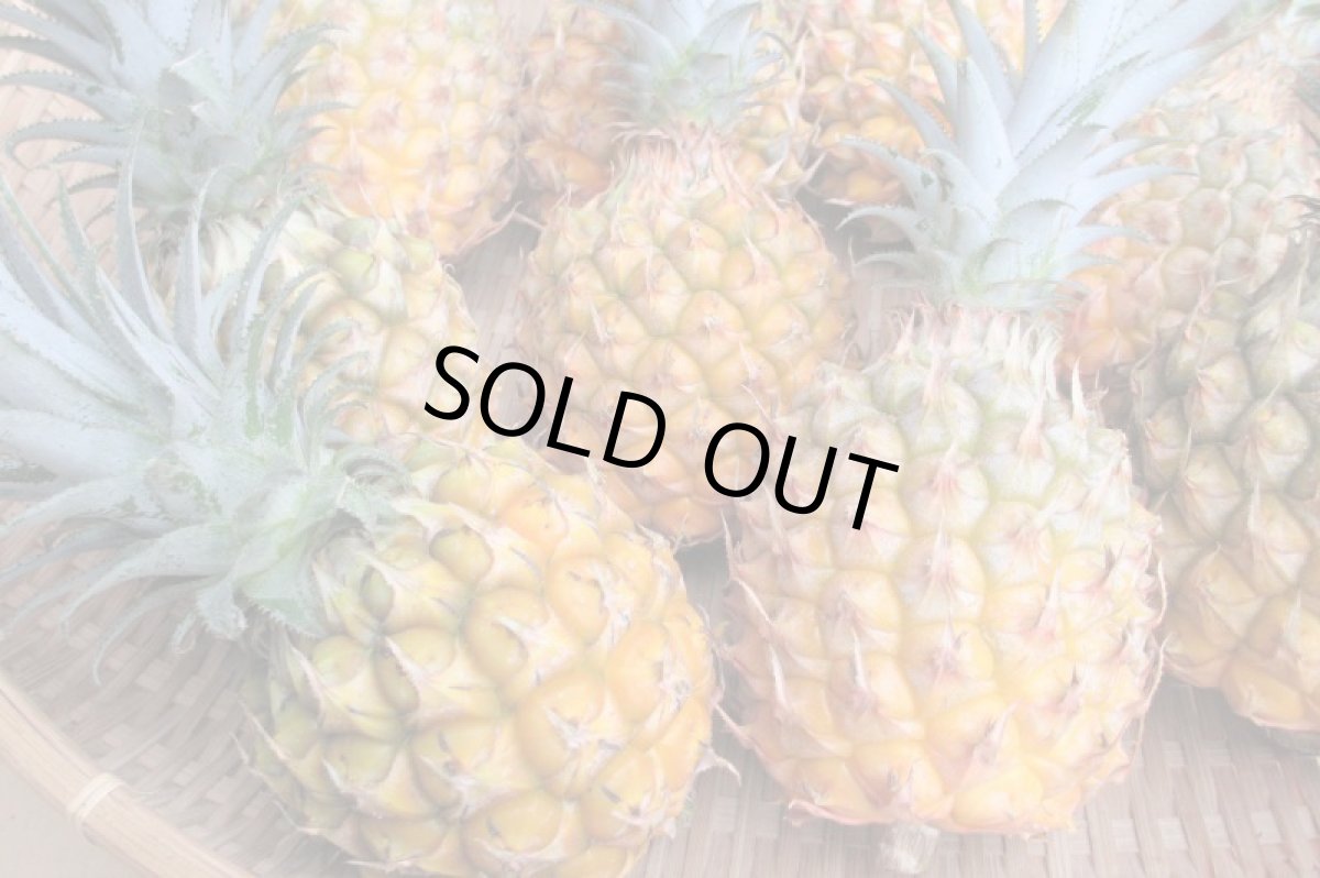 画像6: ＜旬の値下げ価格＞スナックパイン ９kg ボゴールパイン　１ケース　沖縄産 スナックパイン今が旬 (6)