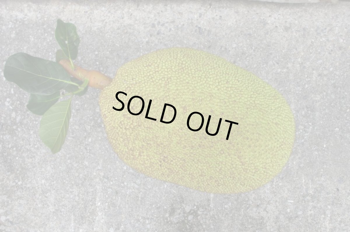 画像2: ジャックフルーツ、【パラミツ】　約15kg (2)