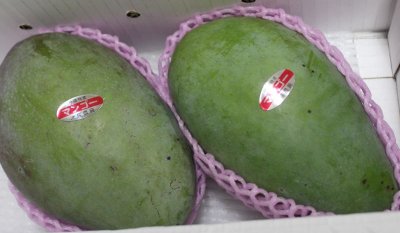 画像1: 沖縄県産 訳ありキンコーマンゴー (金煌マンゴー)２kg（２〜５）！