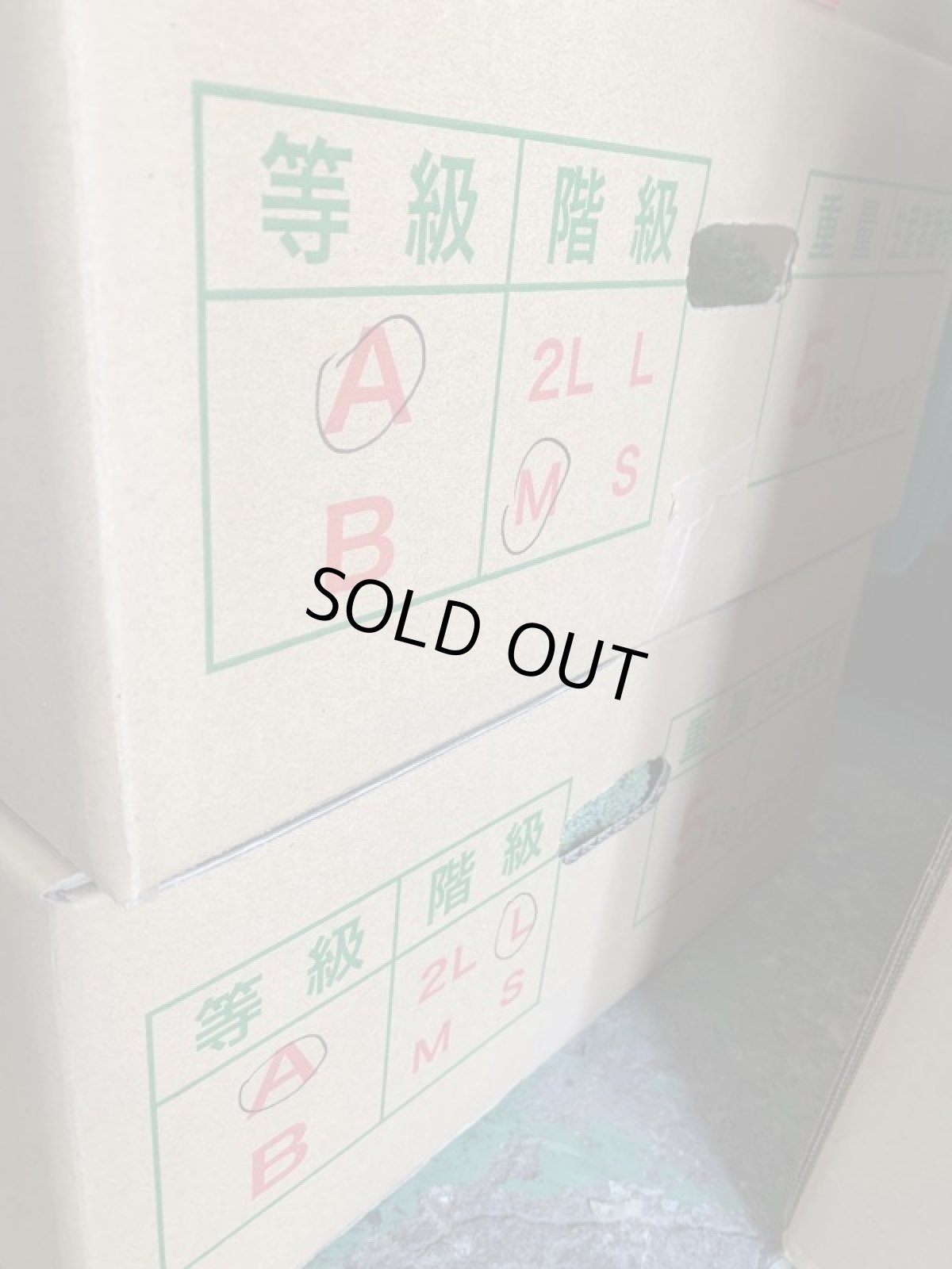 画像5: 沖縄県産 野菜 ブロッコリー 5kg （ケース買いがお買い得！） (5)