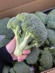 画像2: 沖縄県産 野菜 ブロッコリー 5kg （ケース買いがお買い得！） (2)