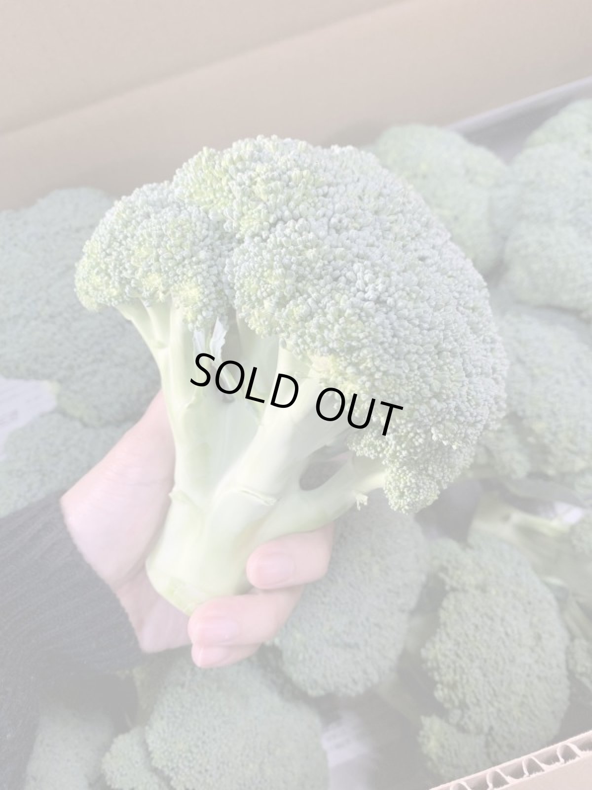 画像4: 沖縄県産 野菜 ブロッコリー 5kg （ケース買いがお買い得！） (4)