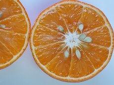 画像2: 国産 ミネオラオレンジ ３kg 【キズあり】 沖縄県 山原産 メルマガ会員は２０％OFF (2)