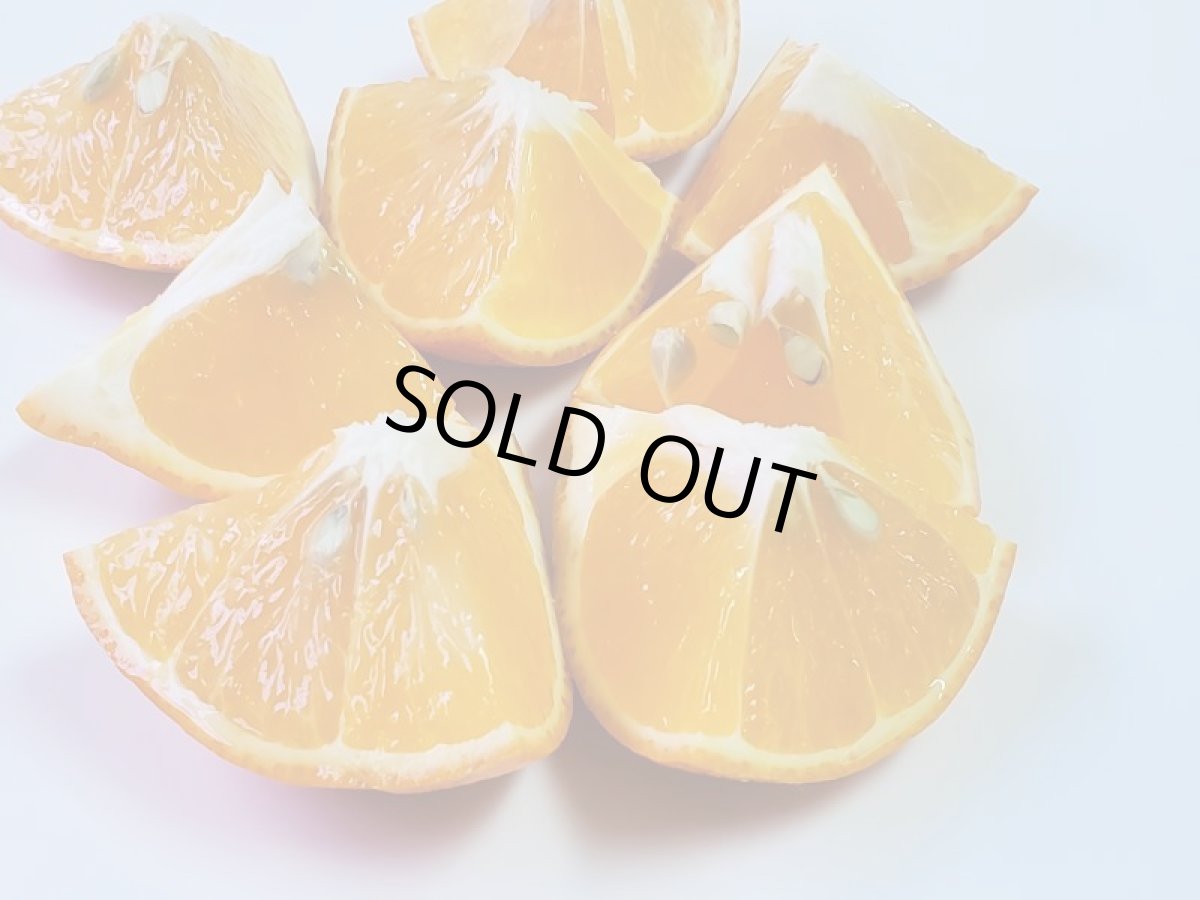 画像3: 国産 ミネオラオレンジ ５kg 沖縄県 山原産 若干キズあり メルマガ会員は２０％OFF (3)