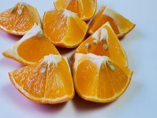画像3: 国産 ミネオラオレンジ ５kg 沖縄県 山原産 若干キズあり メルマガ会員は２０％OFF (3)
