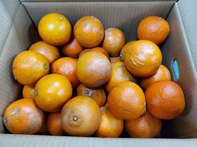 画像1: 国産 ミネオラオレンジ ３kg 【キズあり】 沖縄県 山原産 メルマガ会員は２０％OFF