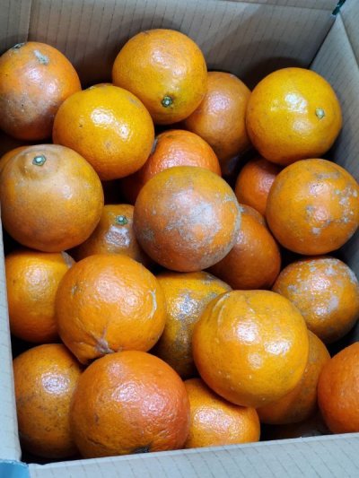 画像2: 国産 ミネオラオレンジ ３kg 【キズあり】 沖縄県 山原産 メルマガ会員は２０％OFF