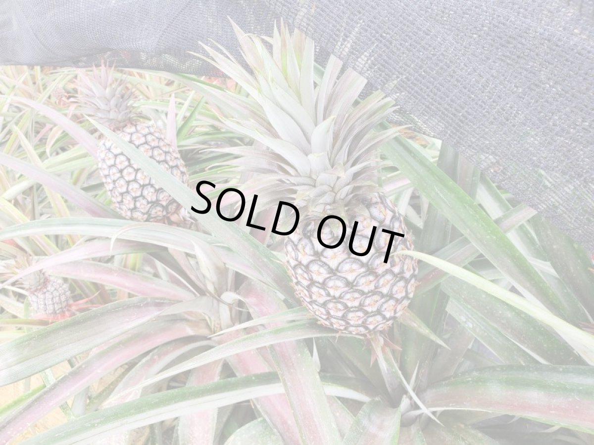 画像2: 最高の味わい！新種！【予約開始！】フチャクスイート 1玉　(1.2kg前後化粧箱) 　数量限定　沖縄本島北部屋我地島のパイン (2)