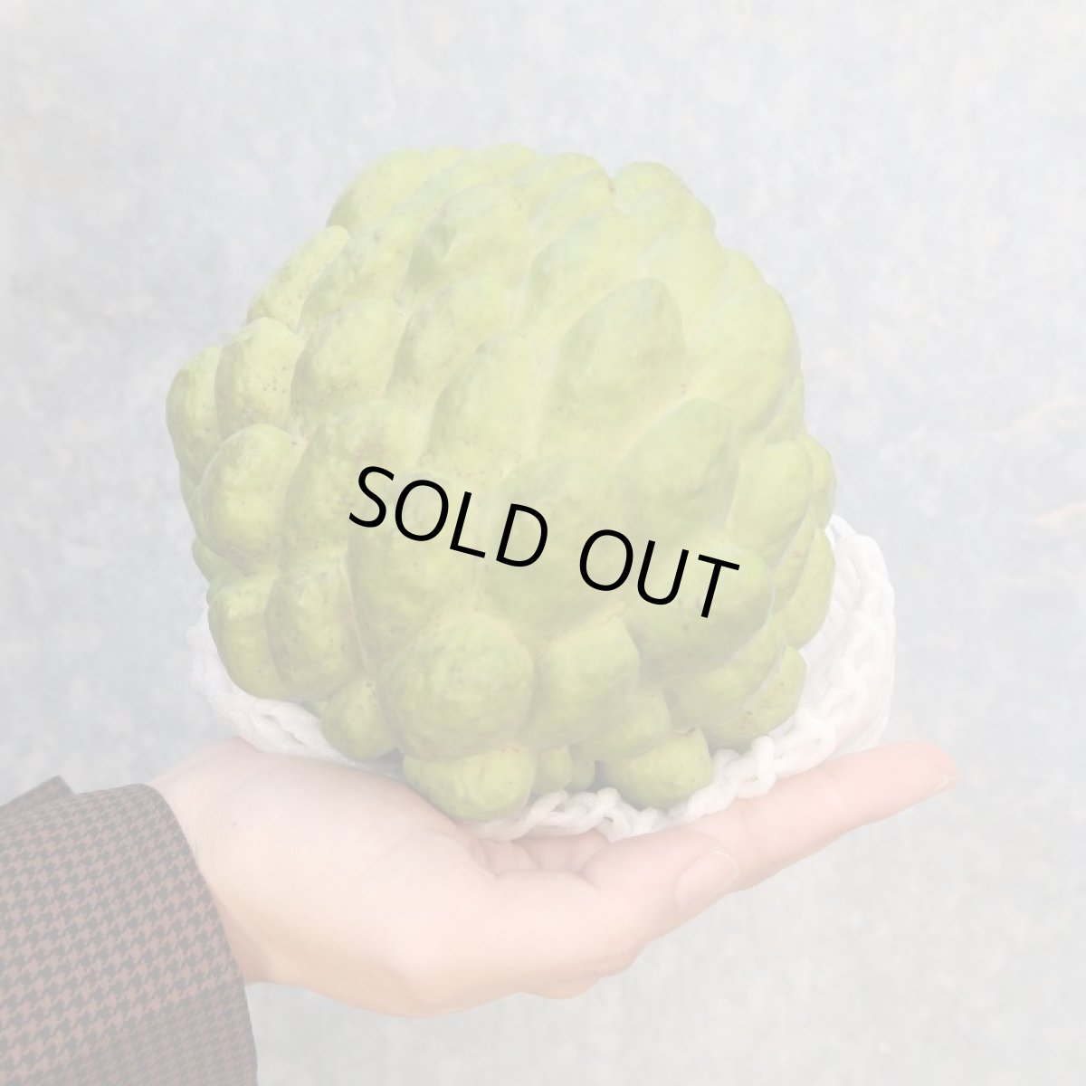 画像2: 超大玉 沖縄県産 釈迦頭 約900g(1玉) シュガーアップル、森のアイスクリーム【数量限定】 (2)