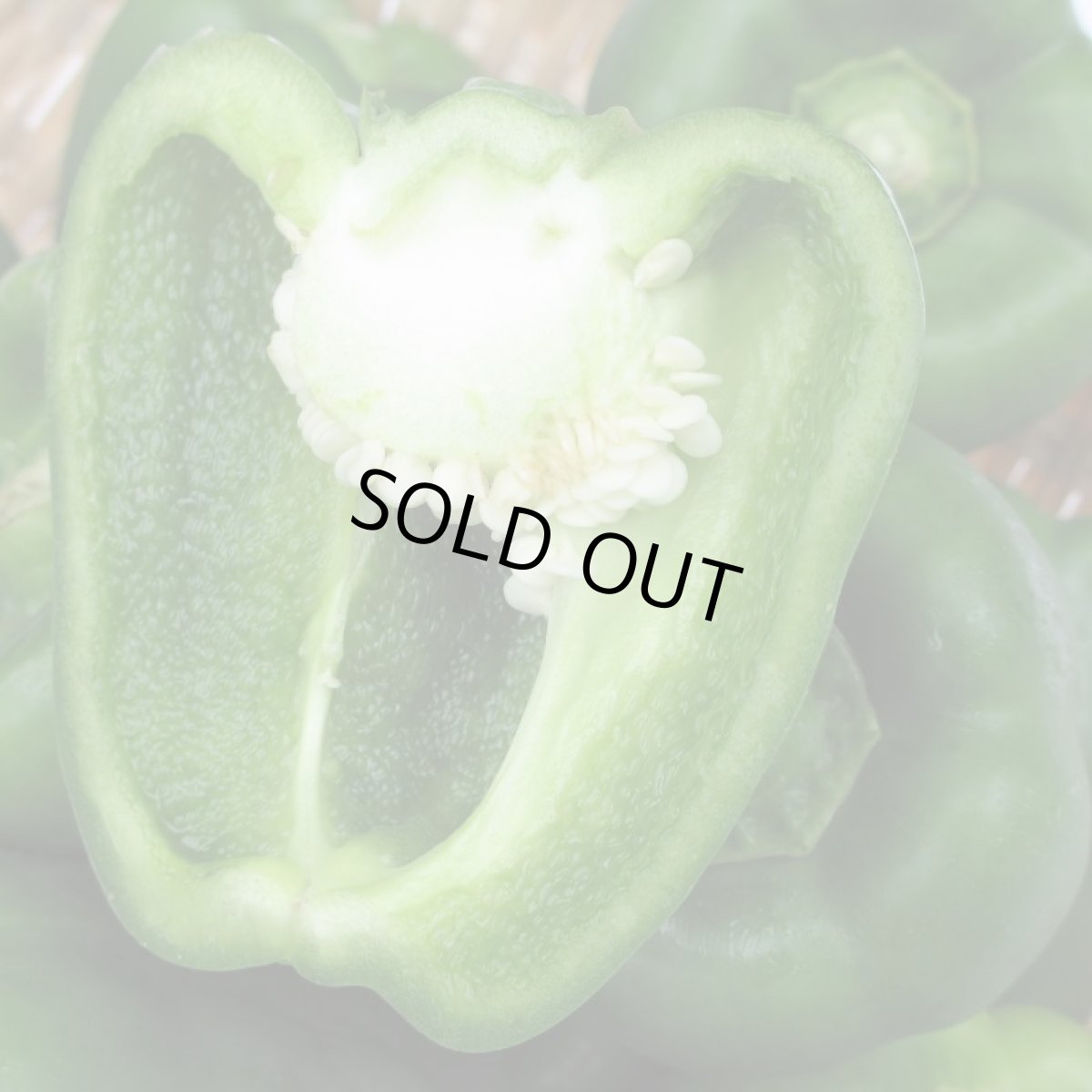 画像4: 超お買得！！沖縄県産　ピーマン　10ｋｇ　果肉が厚く甘いビックピーマン　千草 (4)