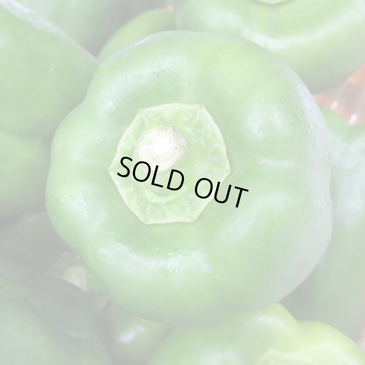 画像3: 超お買得！！沖縄県産　ピーマン　10ｋｇ　果肉が厚く甘いビックピーマン　千草 (3)