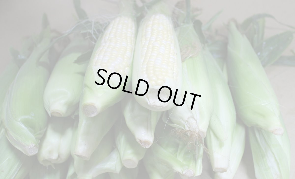 画像5: 沖縄産 スイートコーン 5kg　(20本前後/カラーお任せ)【日付指定不可】 (5)