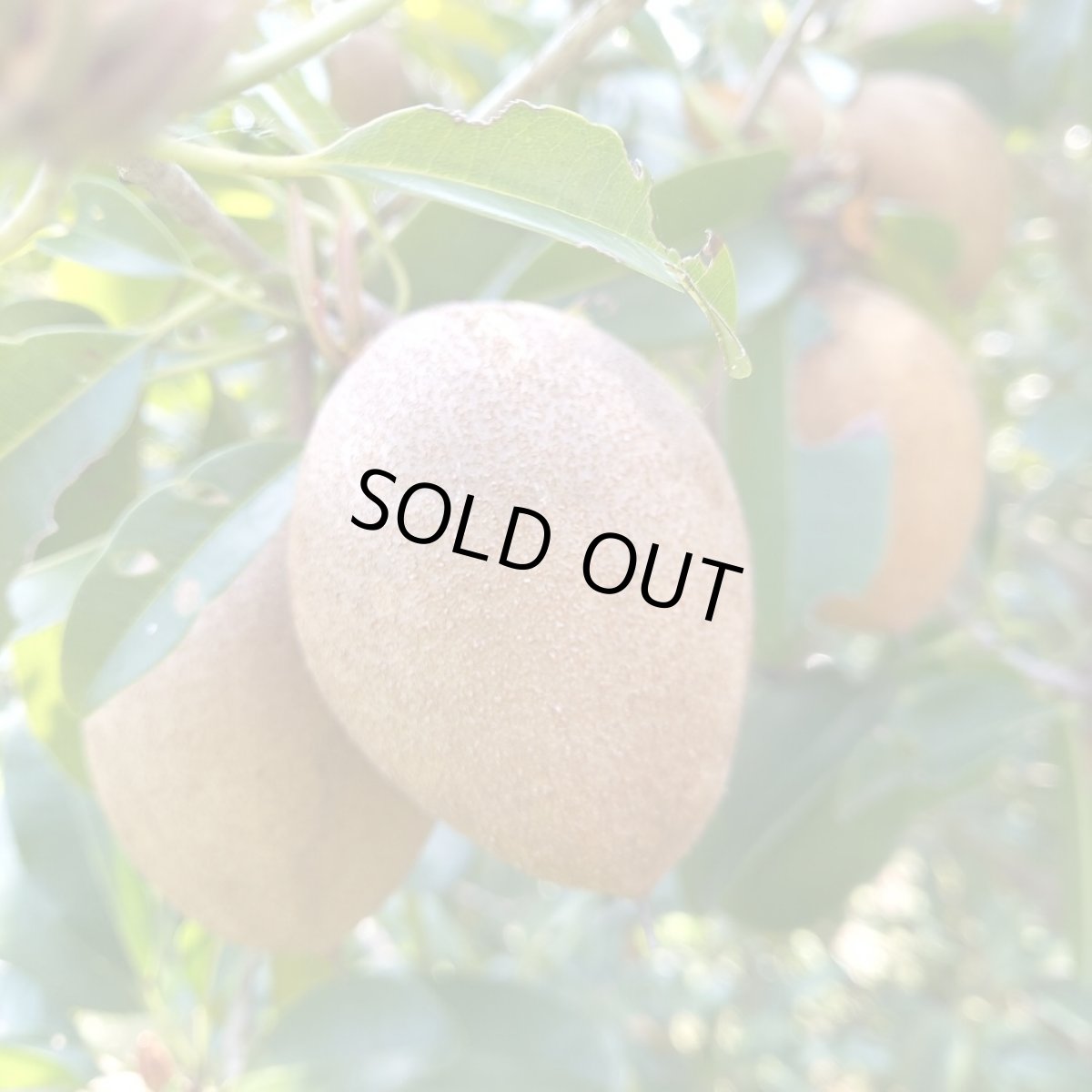 画像2: 本日収穫ホヤホヤ☆沖縄県産サポジラ１Ｋｇ　追熟させて香り良く甘〜いフルーツ　常温発送 (2)