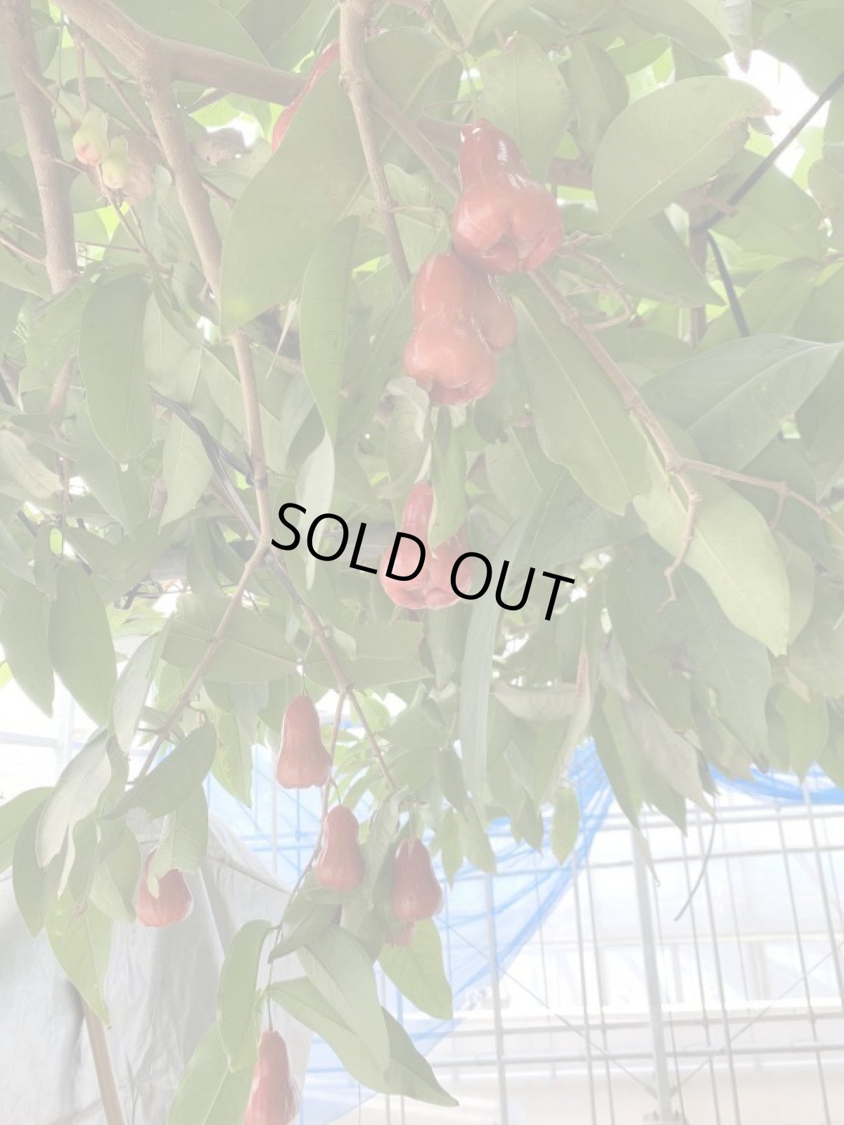 画像2: 赤レンブ １パック (約３５０g３〜４個) 沖縄県産 【発送時期5月下旬〜】【配達日指定不可】 (2)