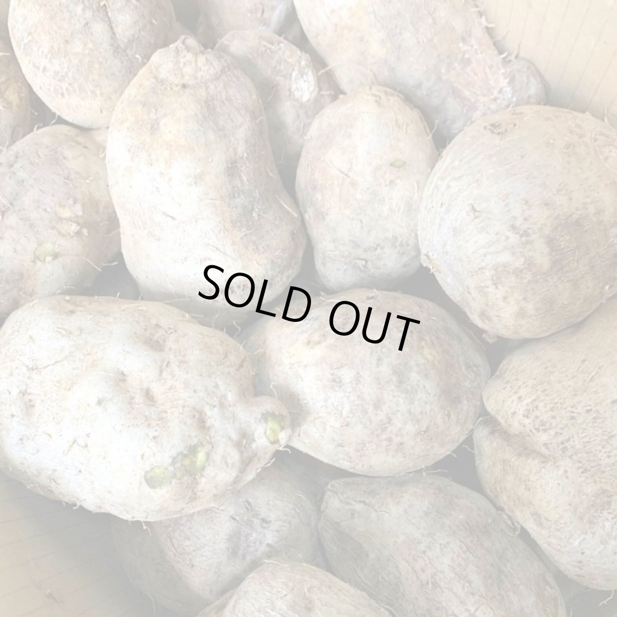 画像2: 宮古島産 琉球山芋 約２ｋｇ(４〜５個） (2)