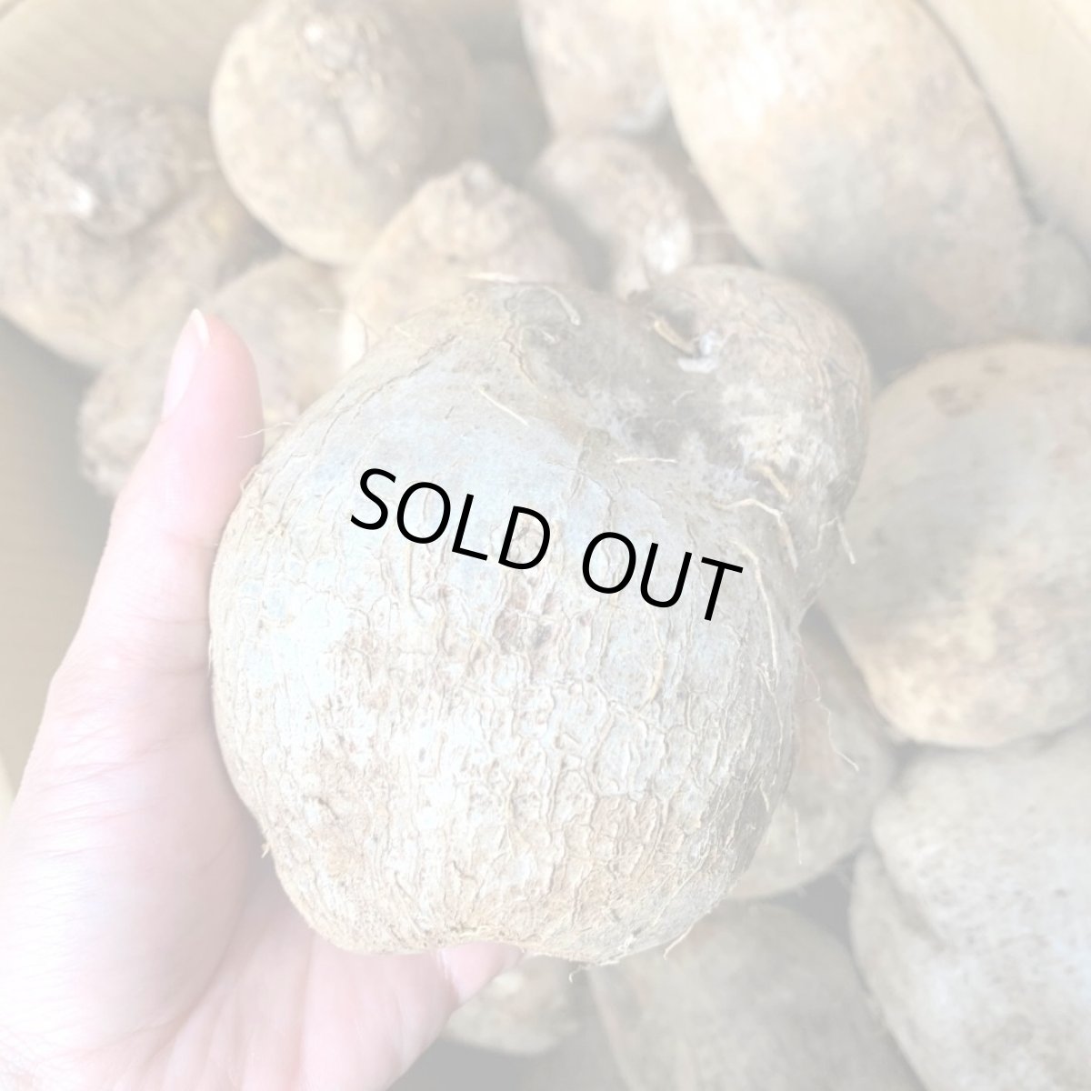 画像3: 宮古島産 琉球山芋 約２ｋｇ(４〜５個） (3)