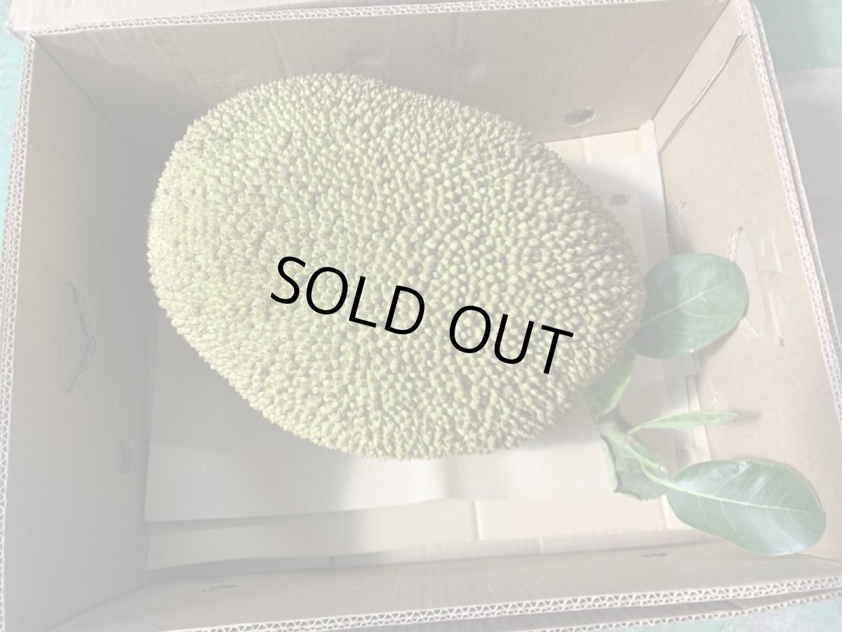 画像2: ジャックフルーツ、☆パラミツ☆１玉　約12kg (2)