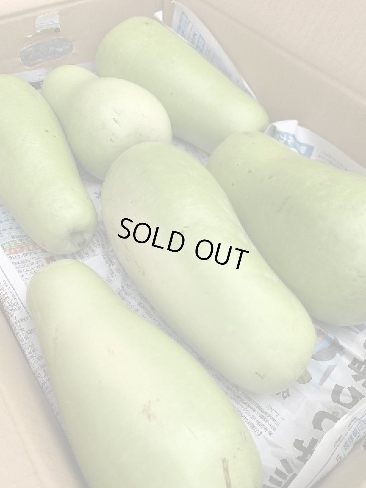 画像2: 【訳あり】ゆうがお 約３kg（２〜４本前後）エスニックサラダに最適！辛くしても最高！ (2)