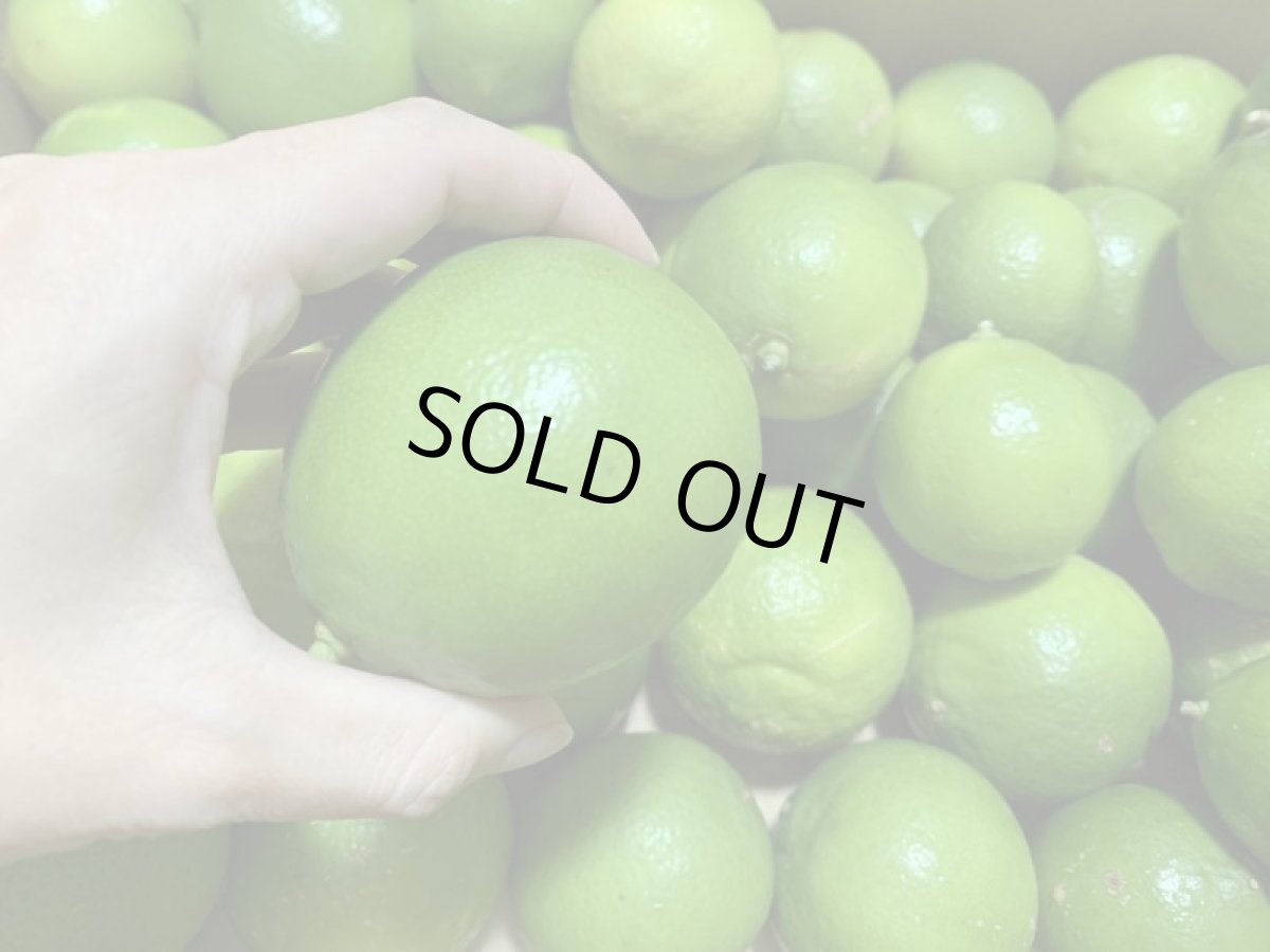 画像4: 沖縄県産　ライム　約４kg　香り抜群！ (4)