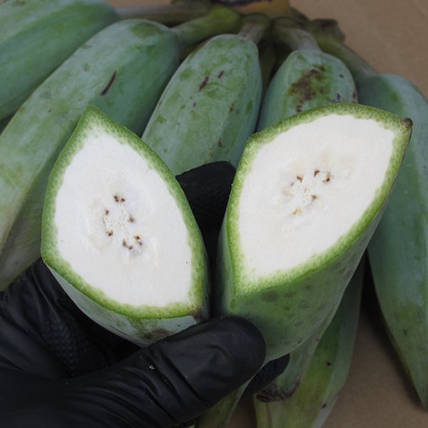 沖縄県産 フルーツ パパイヤ 野菜 酵素 ゴーヤー バナナ 沖縄県産 フルーツ パパイヤ 野菜 酵素 ゴーヤー バナナ