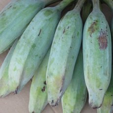 画像3: 野菜用バナナ 1kg　　≪天ぷらにするととっても美味しいバナナ≫沖縄産 (3)