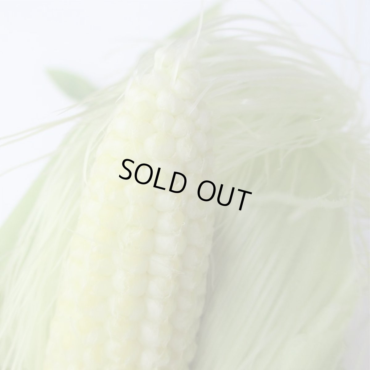 画像2: 【半額セール】ベビーコーン 3 kg [生ヤングコーン] 沖縄産 ヒゲもたっぷり付いています。 (2)