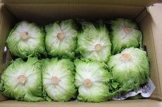 画像3: 沖縄野菜：沖縄産レタス　１箱（サイズ指定なし） (3)