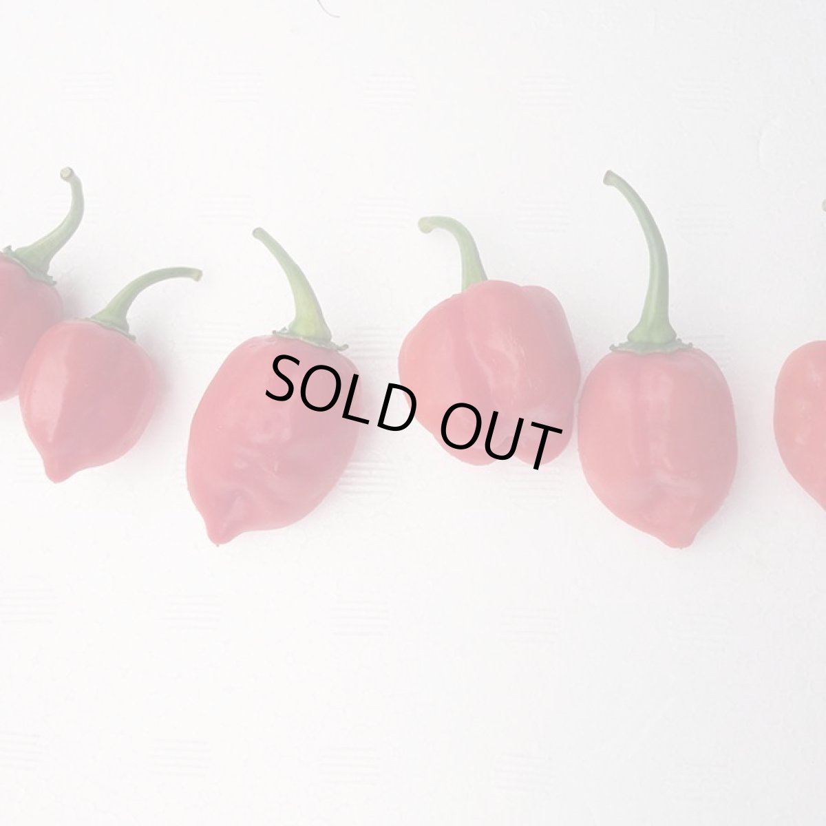 画像4: 【危険】激辛！ハバネロ100g　辛いけど美味しい！強い日差しの沖縄県産唐辛子スパイス　今回少量限定　※生を真空パック冷蔵にて発送です。 (4)