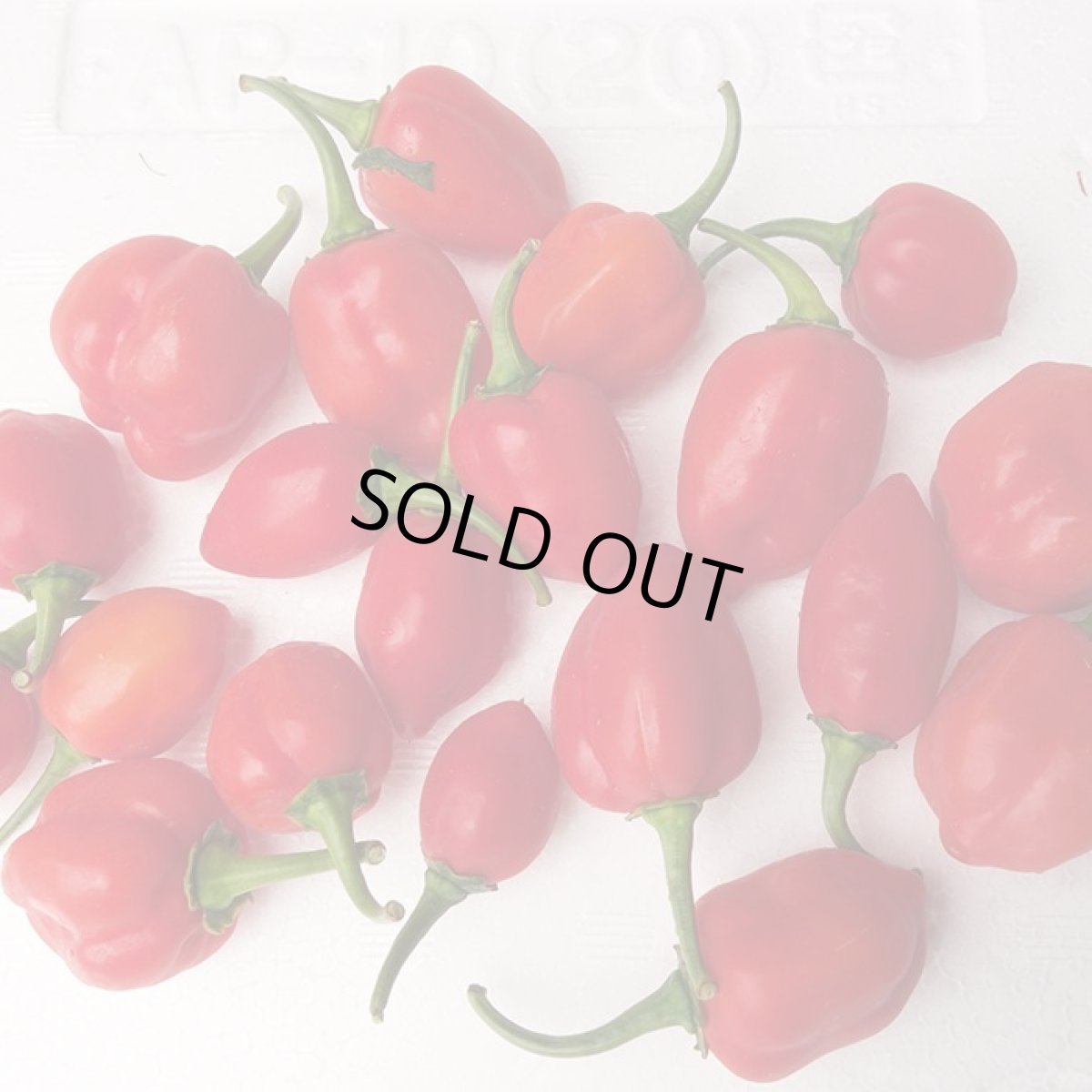 画像5: 【危険】激辛！ハバネロ100g　辛いけど美味しい！強い日差しの沖縄県産唐辛子スパイス　今回少量限定　※生を真空パック冷蔵にて発送です。 (5)