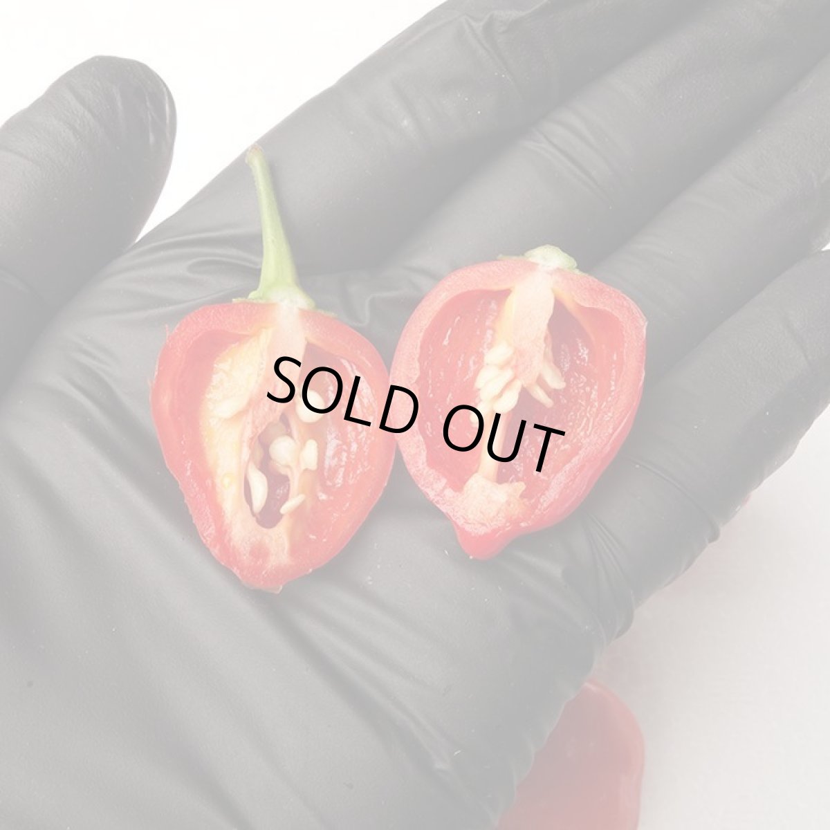 画像3: 【危険】激辛！ハバネロ100g　辛いけど美味しい！強い日差しの沖縄県産唐辛子スパイス　今回少量限定　※生を真空パック冷蔵にて発送です。 (3)