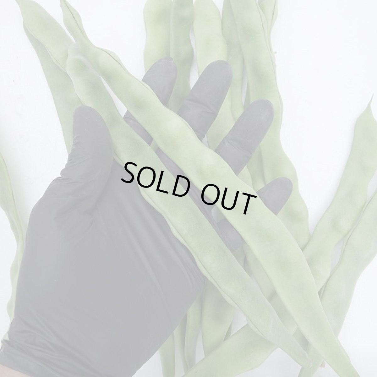 画像2: 沖縄県産　ビックリジャンボインゲン 1ｋｇ 大きい、美味い 発送時期11月〜4月】 (2)