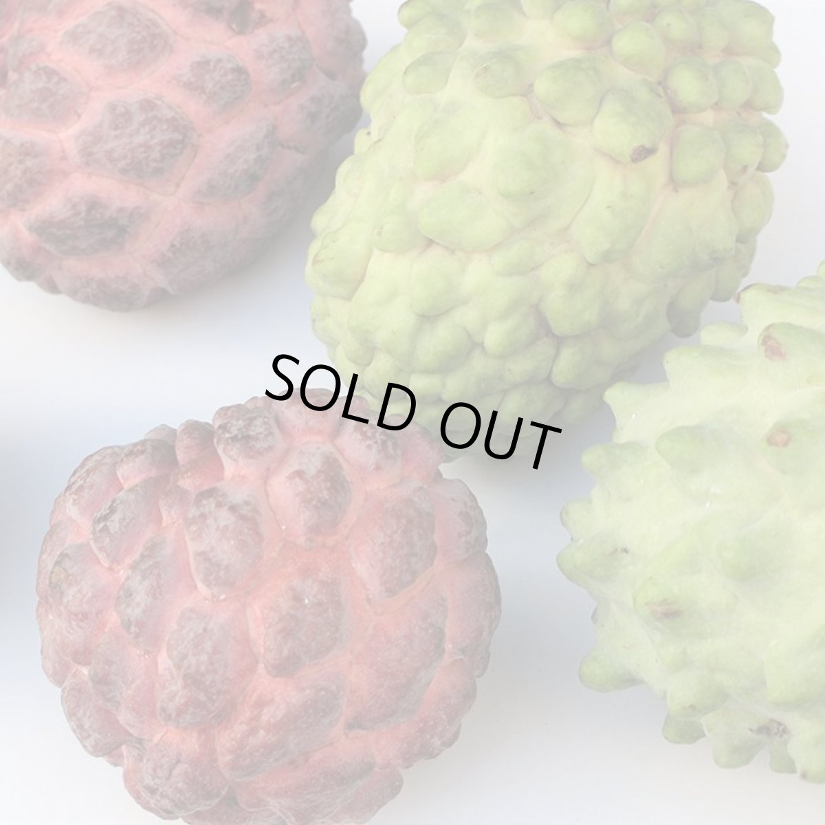 画像2: 沖縄県産 釈迦頭 １ｋg シュガーアップル、森のアイスクリーム【発送期間１１月〜】 (2)