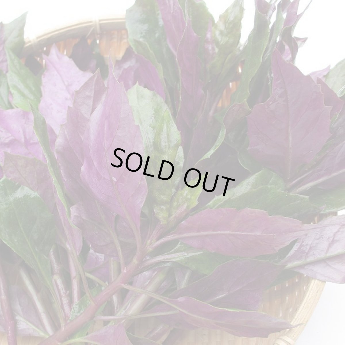 画像2: 10パック限定！ハンダマ(水前寺菜)　200g (2)