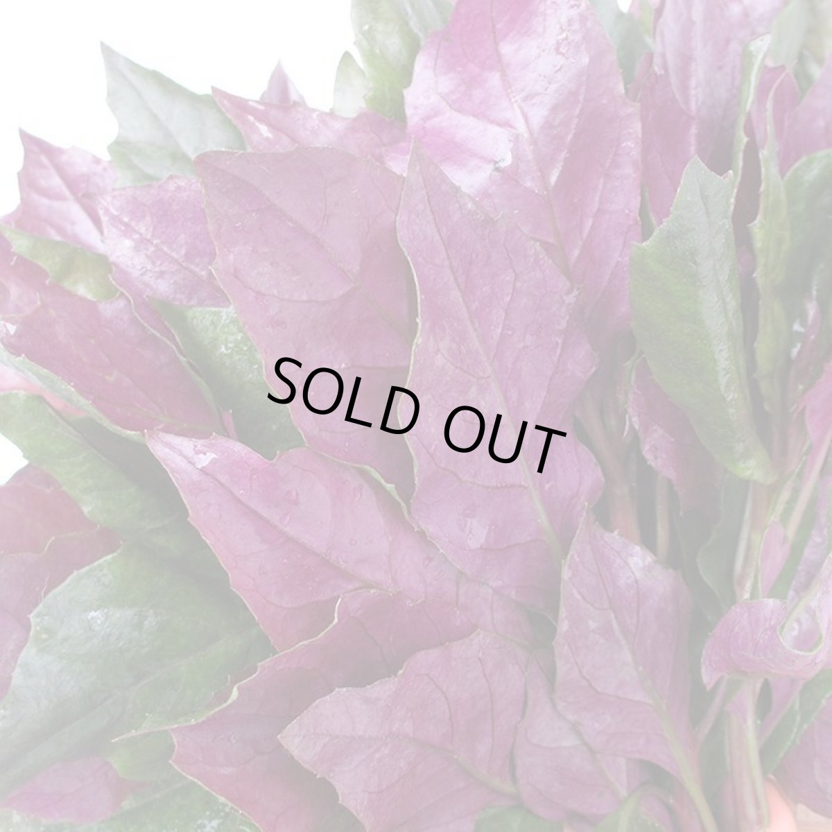 画像2: ハンダマ(水前寺菜)　200g (2)