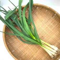 画像1: 沖縄産　島にんにくの葉（ニンニク葉)　約１kg　お刺身や豆腐、餃子によく合う (1)