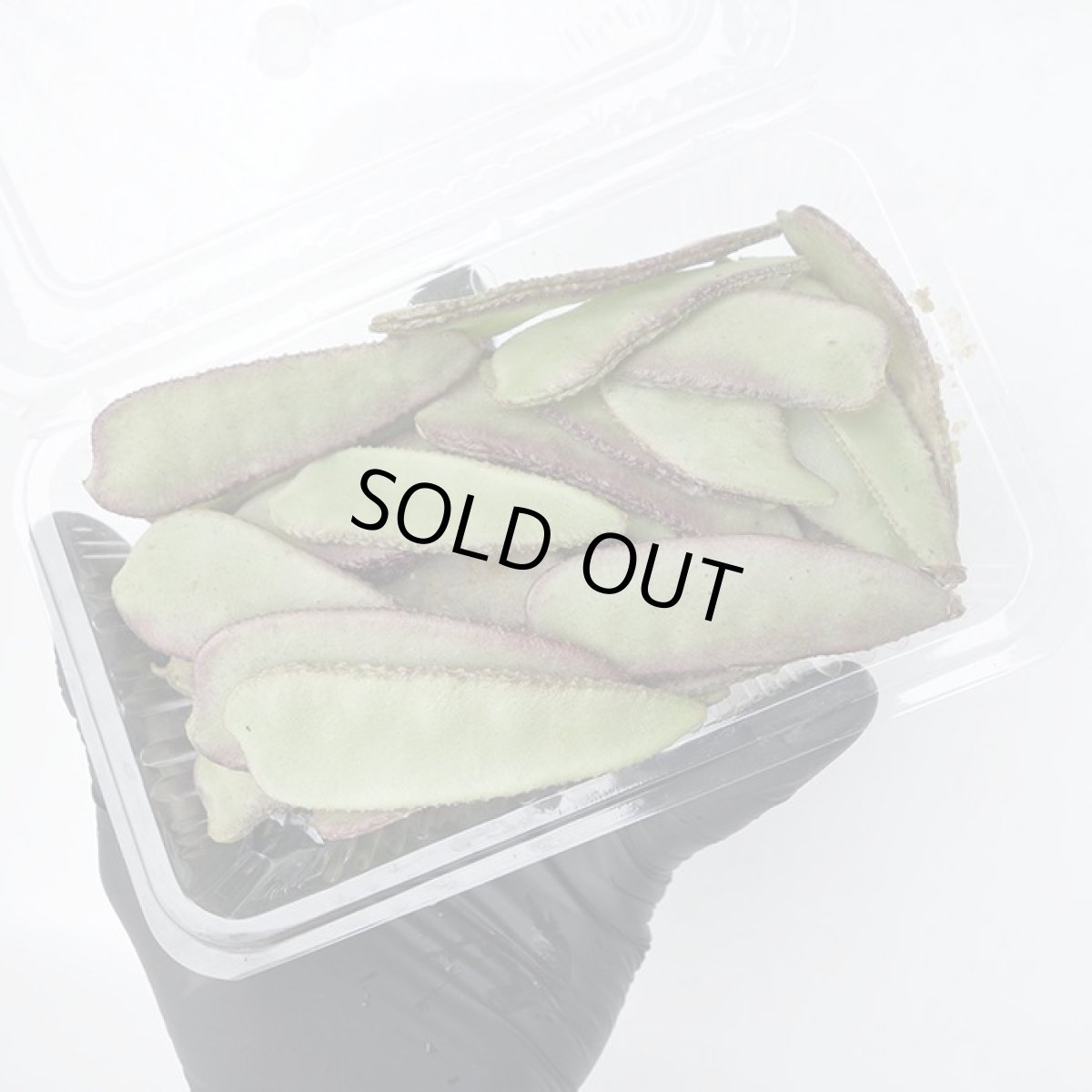 画像2: 沖縄産 フジマメ　5パック（100g×5PC） (2)