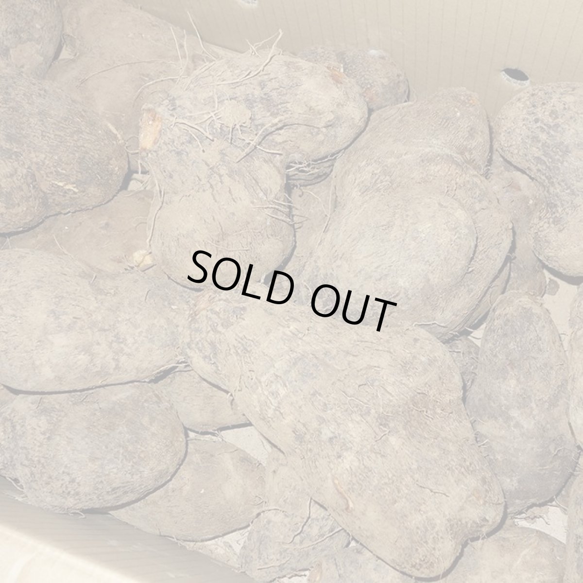 画像3: お試し用　山芋 約２玉（800ｇ前後） (3)