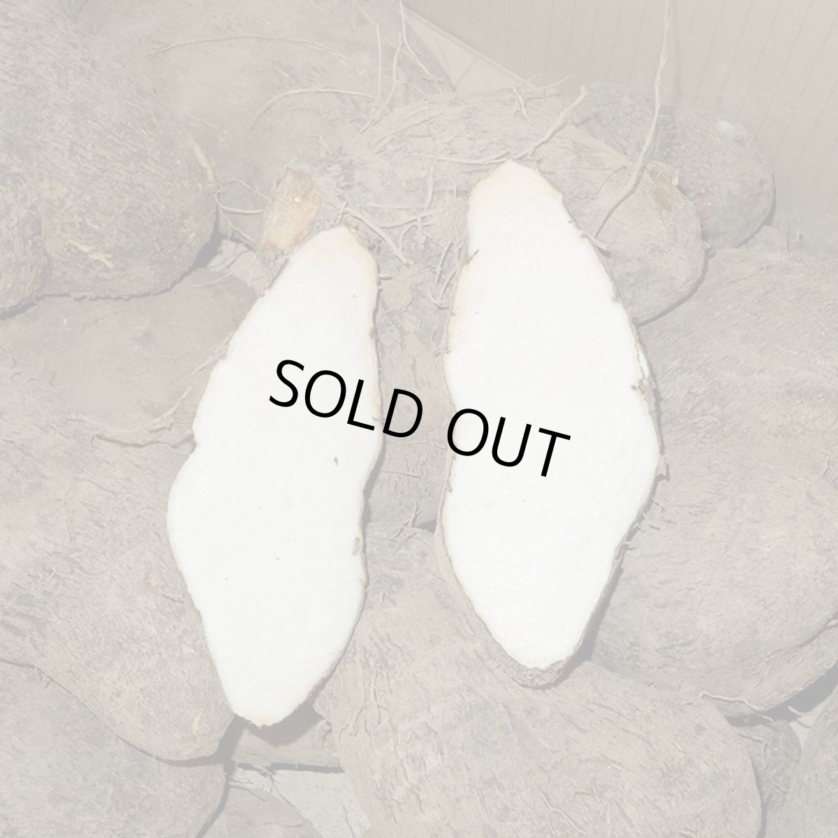 画像2: お試し用　山芋 約２玉（800ｇ前後） (2)