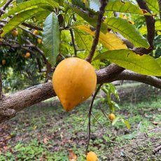 画像1: 訳あり カニステル 約1kg　 南国の不思議な果物（エッグフルーツ）沖縄県産  (1)