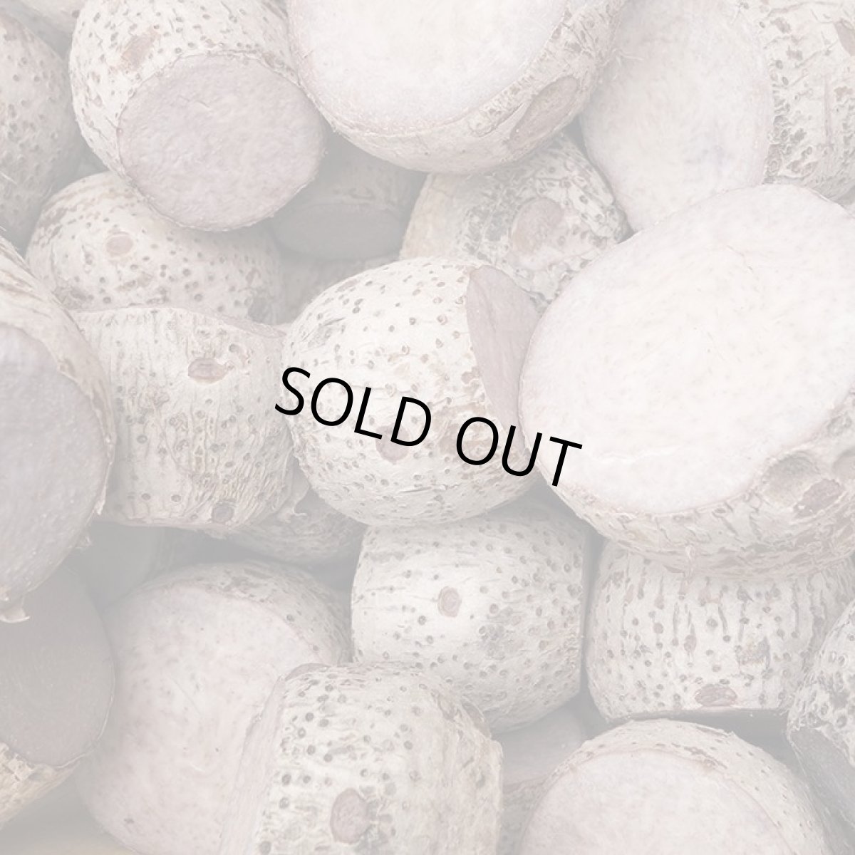 画像2: ちょい訳あり品 田芋(ターンム)1kg (サイズバラバラ 小ぶりでもおいしい)【配達日指定不可】 (2)