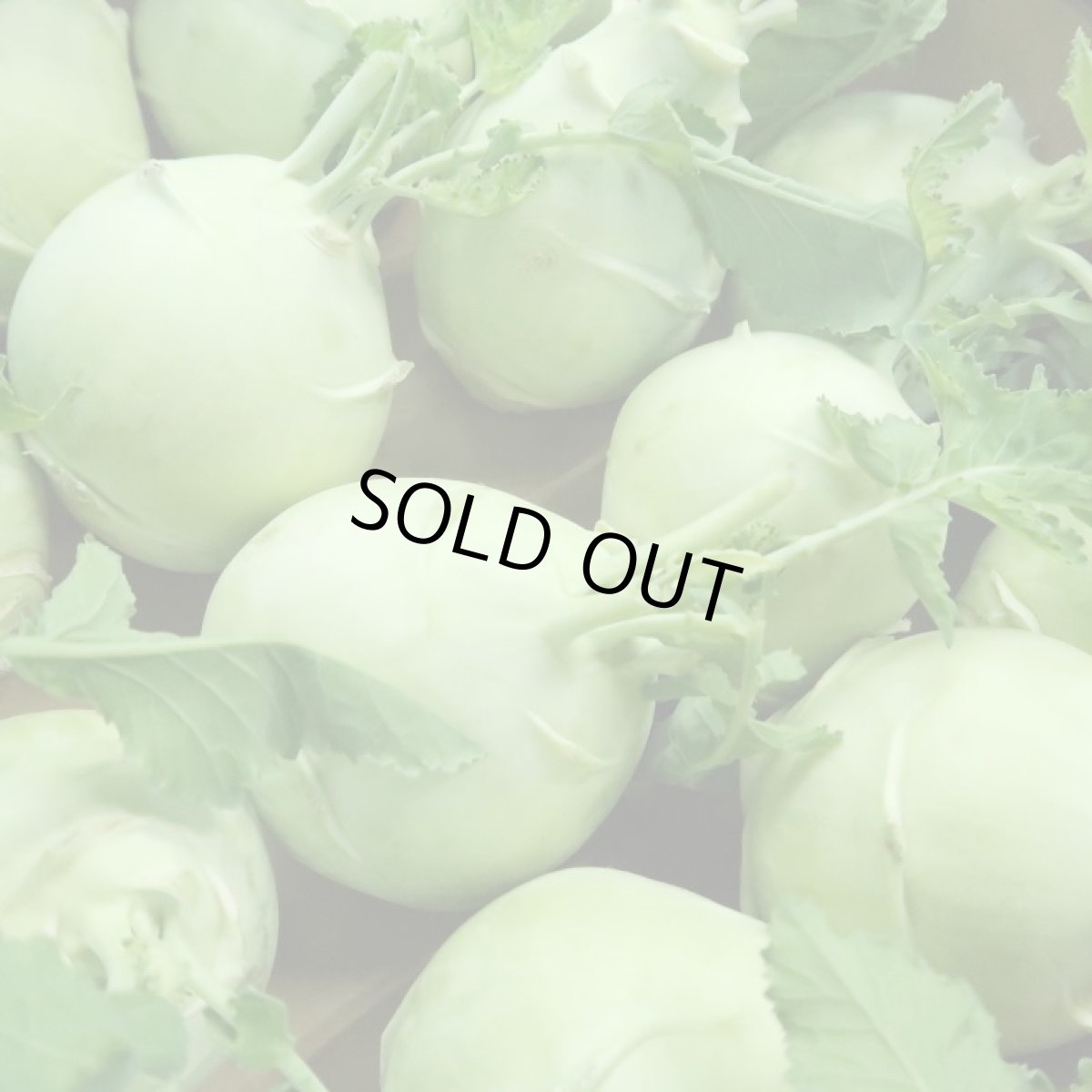 画像5: 沖縄県産　コールラビ　緑　約１kg（４〜６個） (5)