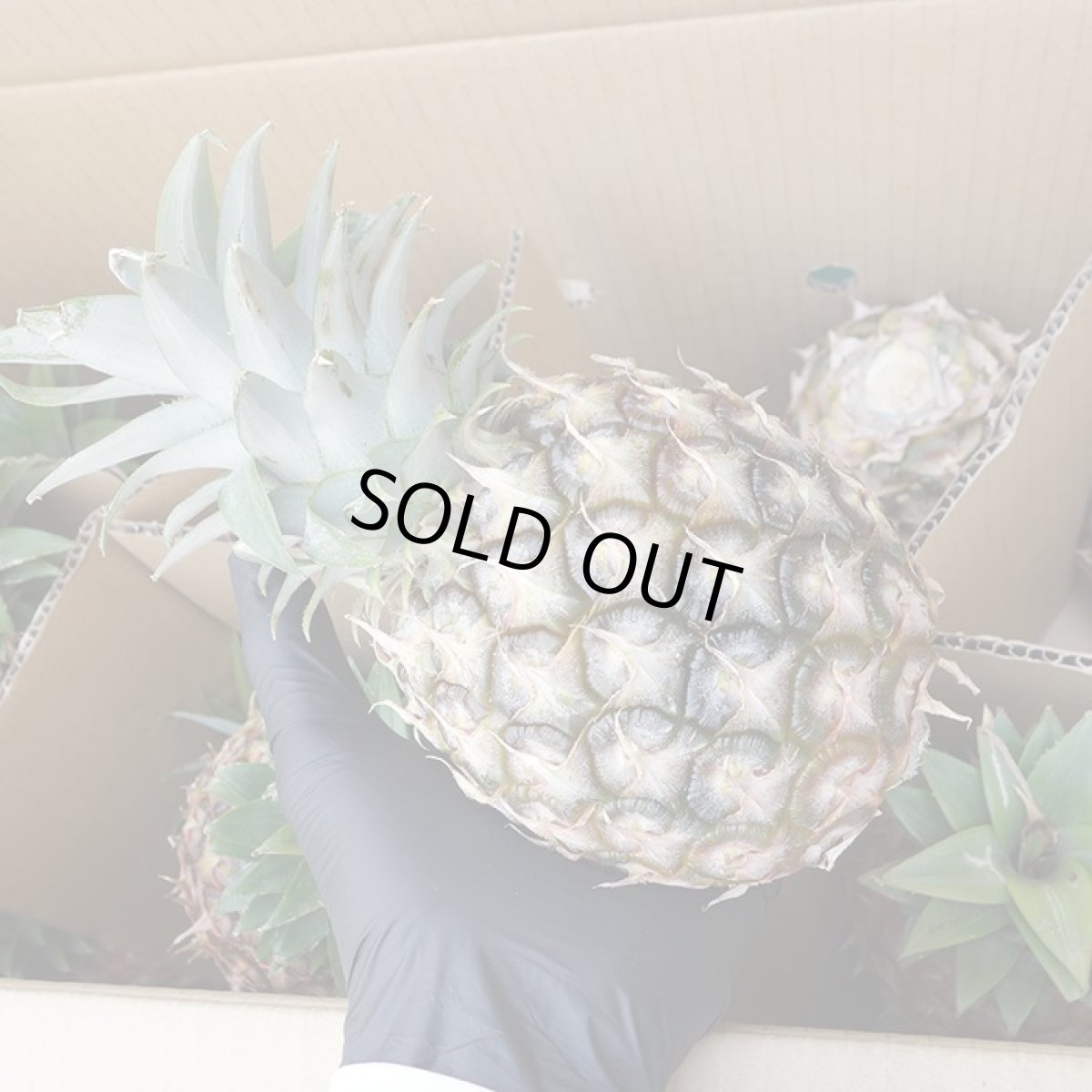 画像2: 数量限定特価！西表島産 ピーチパイン 2玉（計1.8kg）甘い香りのピーチパイン　大きめ (2)