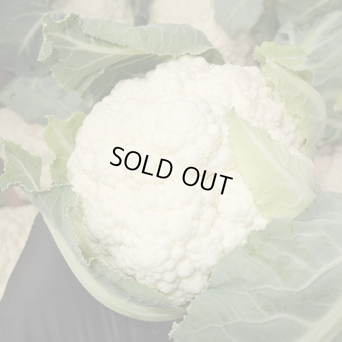 画像2: 沖縄野菜　カリフラワー　３個 (2)